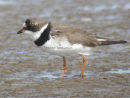 Semipalmated Plover