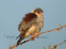 Pygmy Falcon