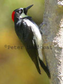 Acorn Woodpecker