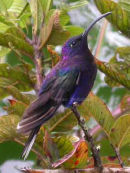Violet Sabrewing
