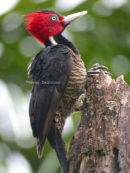 Pale-billed Woodpecker