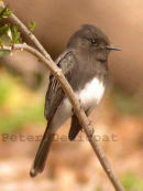 Black Phoebe