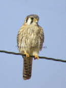 American Kestrel