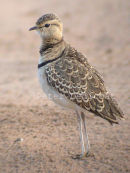 Two-banded Courser