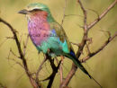 Lilac-breasted Roller