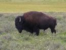 Bison