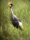Grey Crowned Crane