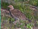 Dusky Grouse