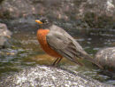 American Robin