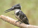 Pied Kingfisher