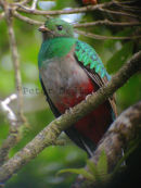 Resplendent Quetzal