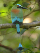 Turquoise-browed Motmot