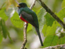 Collared Trogon