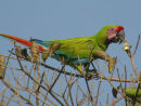 Great Green Macaw