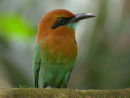 Broad-billed Motmot