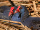 Purple Swamp-hens