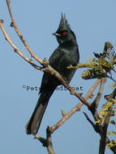 Phainopepla