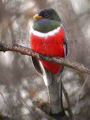 Elegant Trogon