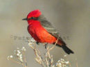 Vermilion Flycatcher