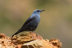 Blue Rock Thrush