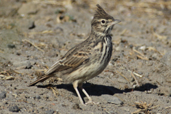 Thekla Lark