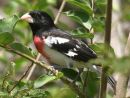 Rose-breasted Grosbeak