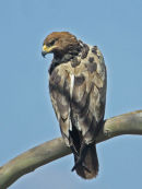 Tawny Eagle