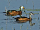African Pygmy-geese