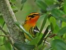Blackburnian Warbler