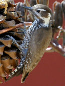 Arizona Woodpecker