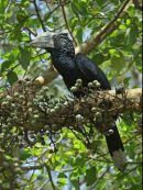Silvery-cheeked Hornbill