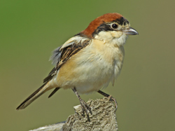 Woodchat Shrike