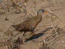 Clapper Rail