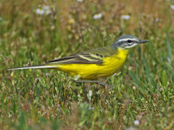 Yellow Wagtail