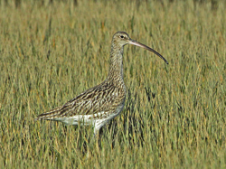 Eurasian Curlew