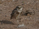 Burrowing Owl