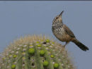 Cactus Wren
