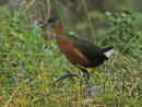 Rouget's Rail
