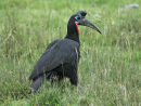 Abyssinian Ground-hornbill
