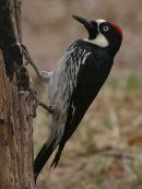 Acorn Woodpecker