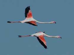 Greater Flamingo