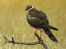 Pallid Harrier