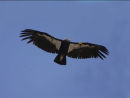 California Condor