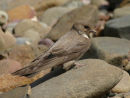 Crag Martin