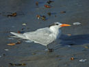 Royal Tern