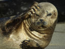 Harbour Seal