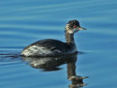 Eared Grebe
