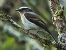 Rufous-breasted Chat-Tyrant