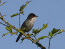 Sardinian Warbler