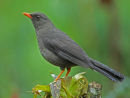 Great Thrush